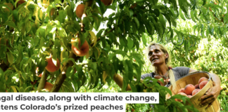 Colorado’s peach industry is threatened by a fungal disease. Helen H. Richardson/The Denver Post via Getty Images